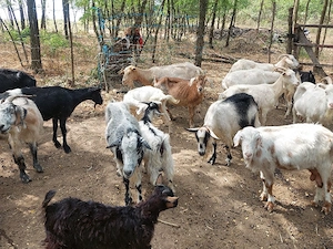 capre de vânzare 