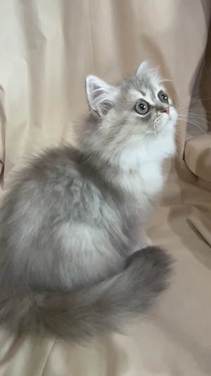 pisica persana chinchilla cu pedigree - imagine 2