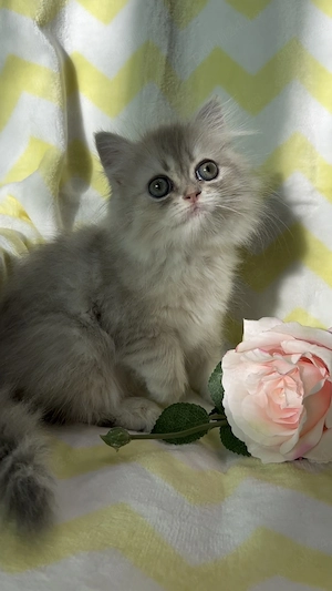 pisica persana chinchilla cu pedigree - imagine 3