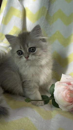 pisica persana chinchilla cu pedigree - imagine 5