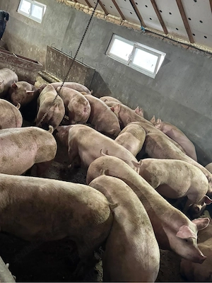 Purcei si Porci de vanzare !  - imagine 3