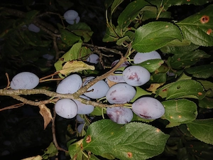 Prune bistritene din batrani