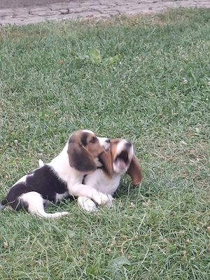 Beagle tricolor  - imagine 4