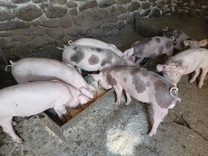 Purcei cu varsta de 10 săptămâni  - imagine 2