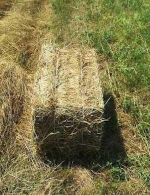 Baloți de fân și lucernă de vânzare