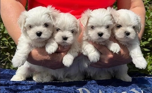 Bichon Maltez - genetică pură - canisa autorizata, producator direct  - imagine 4