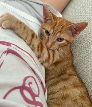 Motanei pentru adoptie