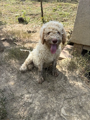 mascul lagotto din parinti cautatori - imagine 2