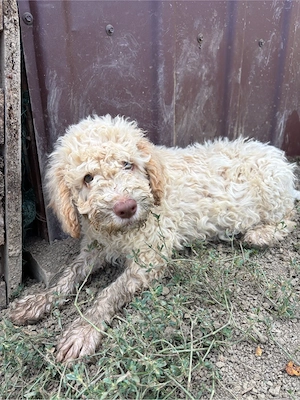 mascul lagotto din parinti cautatori