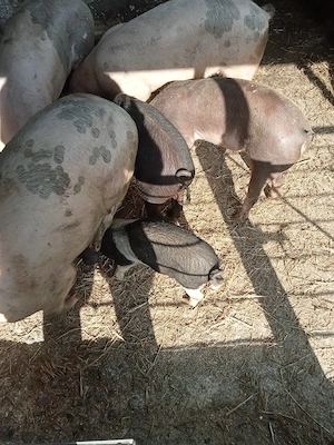 vând purcei de la 20 kg la 60 kg sau schimb cu baloți cereale capre de lapte 