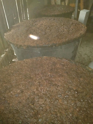 Prune pt tuica (borhot)