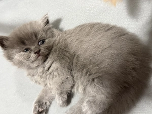 British shorthair Râmnicu Vâlcea  - imagine 3