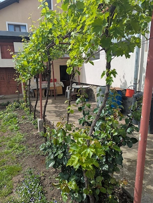 Vând casa în municipiul Tg-Jiu,  situată pe bulevardul Ecaterina Teodoroiu.  - imagine 6