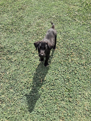 Labrador retriever 