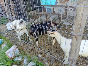Vând trei iezi dintre care unul este țap  - imagine 3