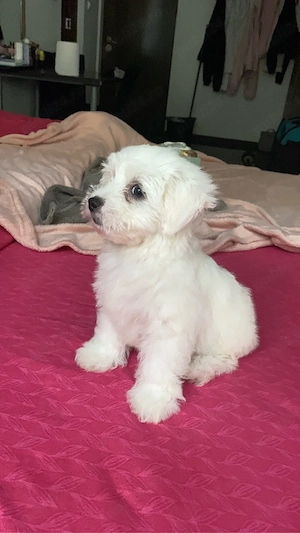 Vând bichon maltez!!