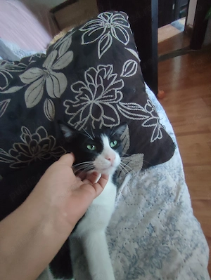 Daruiesc un motan negru cu putin alb .Tulcea