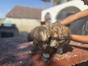 Cățeluși Pomeranian Yorkshire  - imagine 3