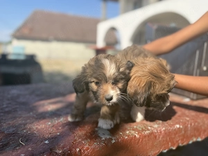Cățeluși Pomeranian Yorkshire  - imagine 2