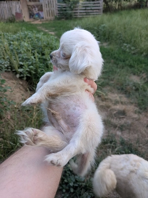Catei metis bichon - imagine 4