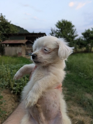 Catei metis bichon - imagine 3