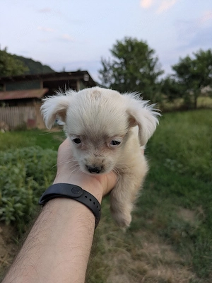 Catei metis bichon - imagine 5