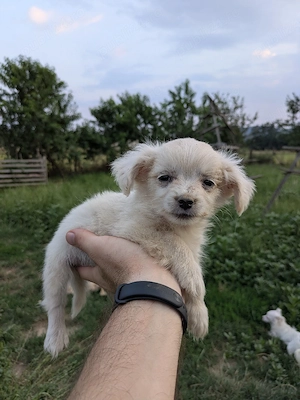 Catei metis bichon