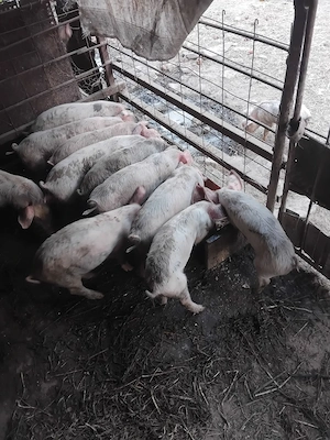 Purcei landras 8 saptamani - imagine 3