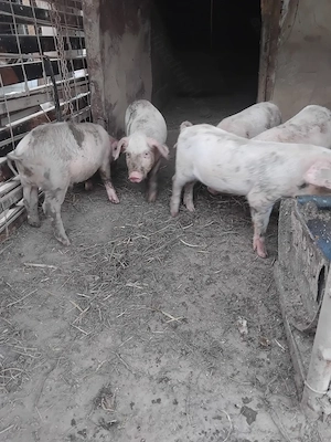 Purcei landras 8 săptămâni 