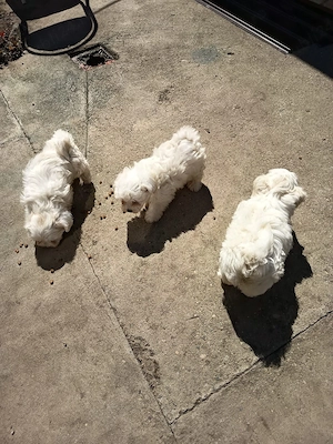 Bichon maltez 