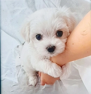 Bichon maltez miny toy