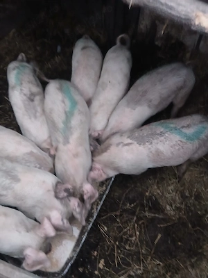 de vânzare 9 bucăți vaccinați castrați 5 mascuri și 4 purcele 