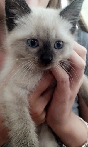 Ragdoll puiuți  - imagine 2