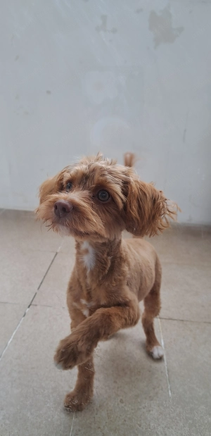 Vând cățeluș Maltipoo, 6 luni   - imagine 3