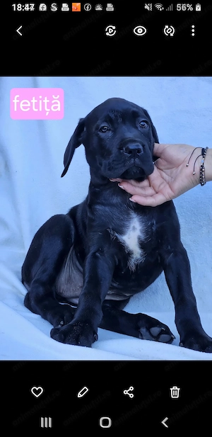 Catelusi Cane Corso  - imagine 2