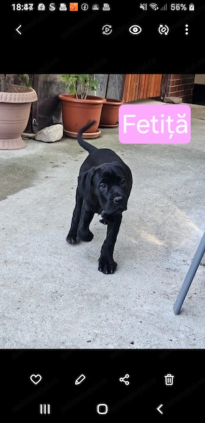 Catelusi Cane Corso 