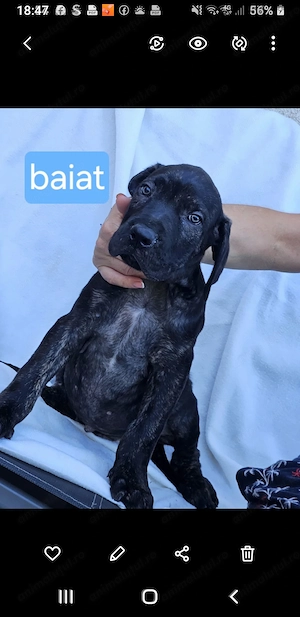 Catelusi Cane Corso  - imagine 3