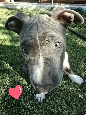 Pui Amstaff, 12 saptamani, mascul