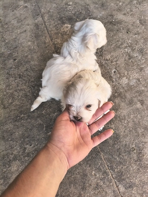 Bichon Maltez de vânzare  - imagine 2