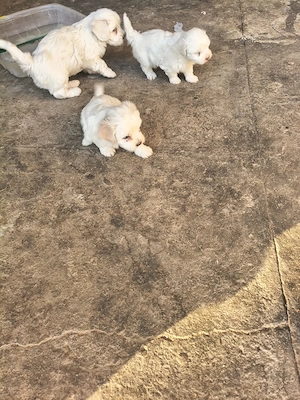 Bichon Maltez de vânzare  - imagine 5