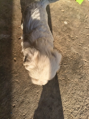 Bichon Maltez de vânzare  - imagine 4
