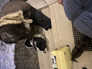 Donez câine femelă, ciobănesc de Bucovina  - imagine 5