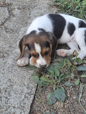 Beagle tricolor  - imagine 2