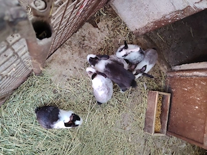 Iepuri de casa hikole francez