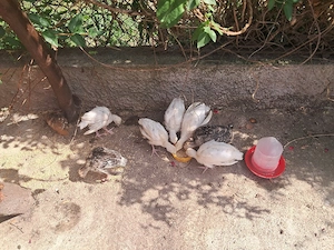 Pui de curca de casă 