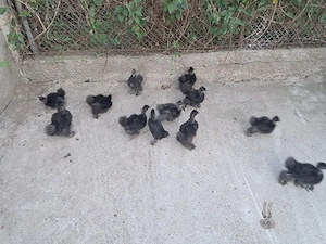 apui matase japoneză  neagră!
