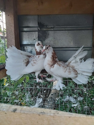 De vanzare o perecge de voltati maghiar 