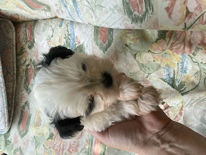 Pui Shih Tzu  - imagine 4