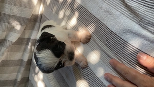 Pui Shih Tzu  - imagine 5