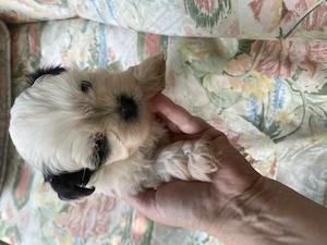 Pui Shih Tzu  - imagine 3